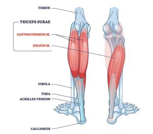 calf muscles