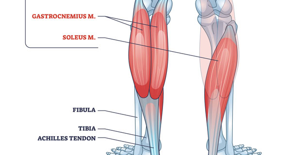 calf muscles