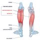 calf muscles