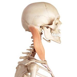 sternocleidomastoid muscle
