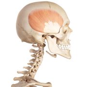 Temporalis Muscle