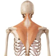 Trapezius muscle